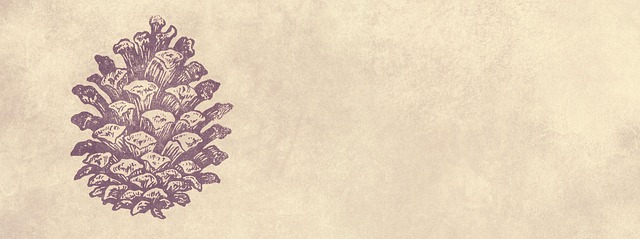 Header, Banner, Hjemmeside, Fyrretræer