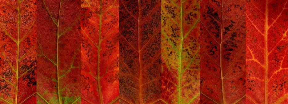 Free Autumn Fall photo and picture