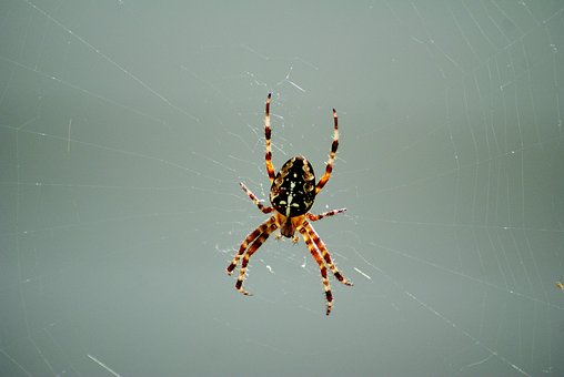 Edderkop, Edderkoppespind, Natur, Insekt