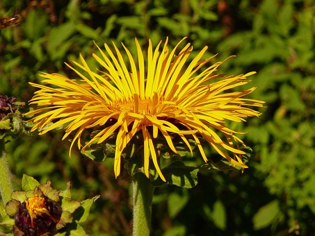 Free Flower Beautiful Flowers photo and picture