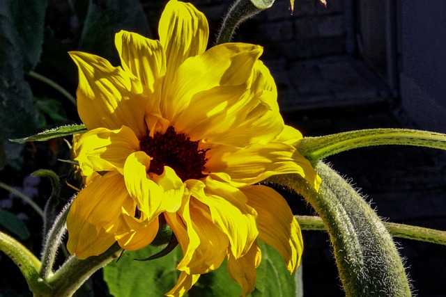 Sonnenblume, Blumen Hintergrund, Pflanze