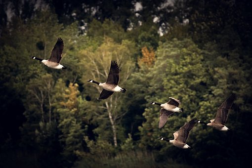 Autumn, Geese, Migratory Birds