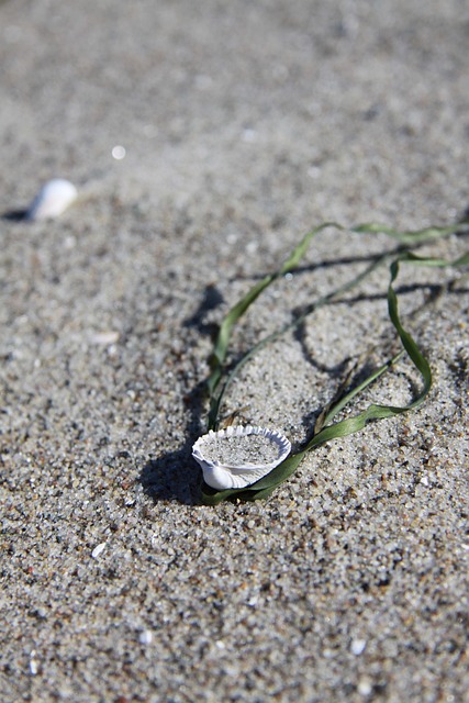 Free Beach Sand photo and picture