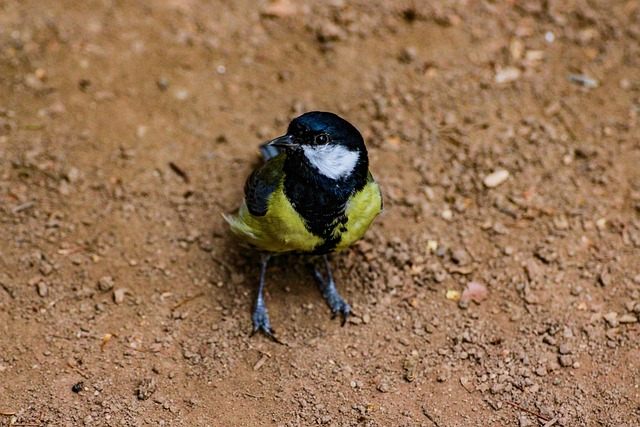 Vogel, Federn, Fliegen