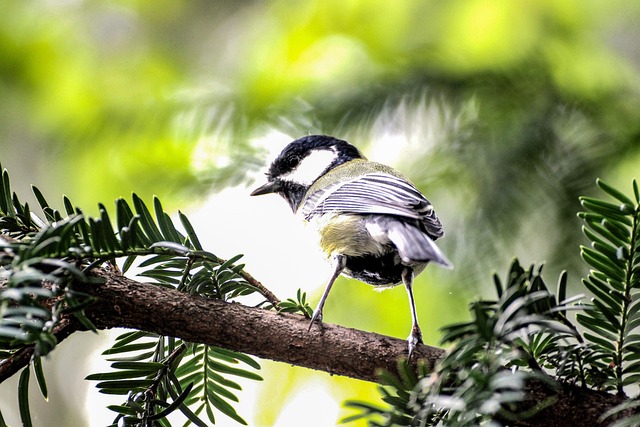 Vogel, Federn, Fliegen, Zweig, Tanne