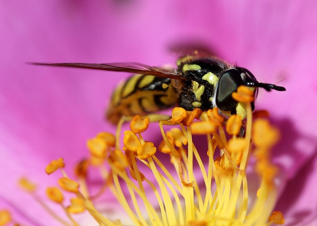 Insect Flower Nature - Free photo on Pixabay - Pixabay