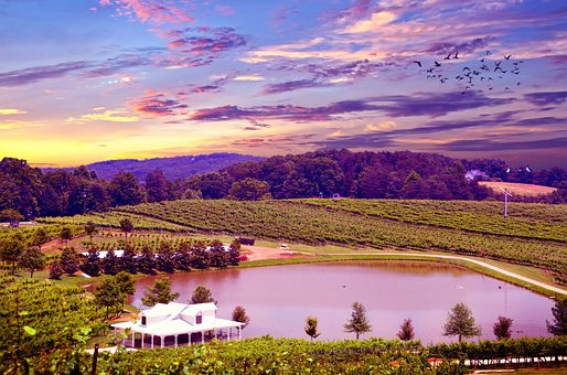 Free Vineyard Napa Valley photo and picture