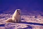 norway, fox, arctic