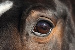 warmblood mare, warmblut, mare