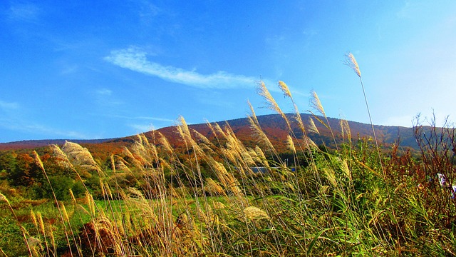 Free Autumn In Japan Blue Sky photo and picture