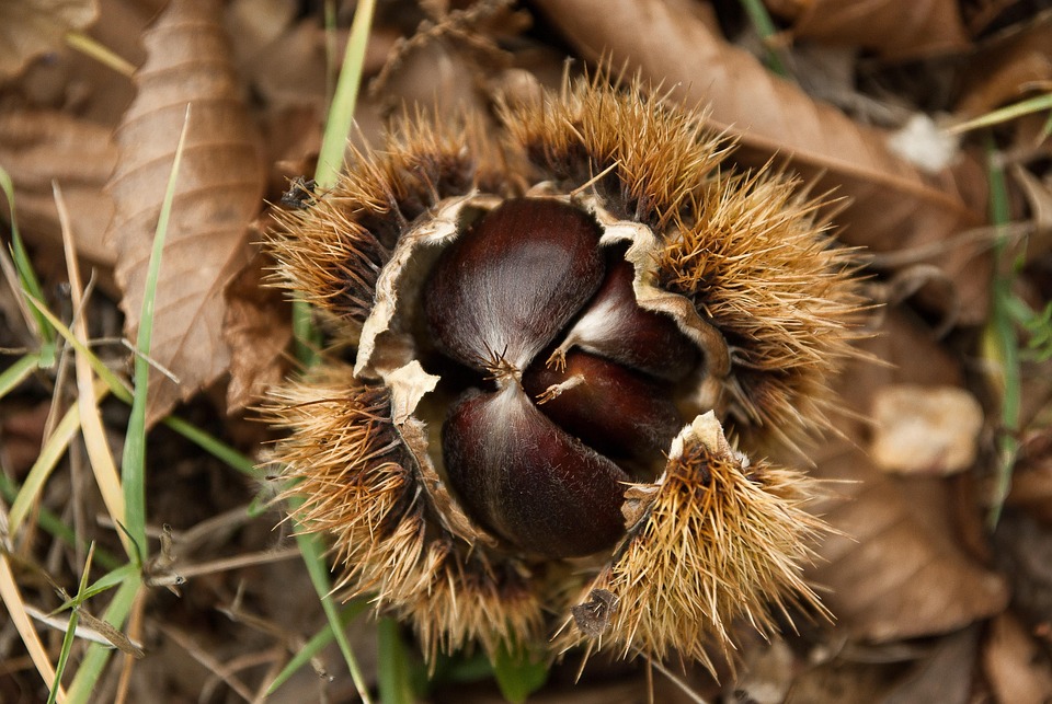 Kastanye Kastanien Kastanie Federkiele - Kostenloses Foto auf Pixabay - Pixabay