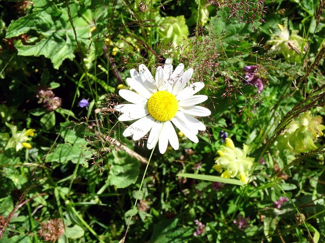 Free Margarite Meadow photo and picture