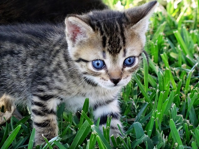 Free Cat Eyes photo and picture