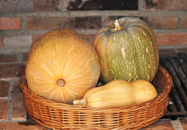 Free Still Life Pumpkins photo and picture