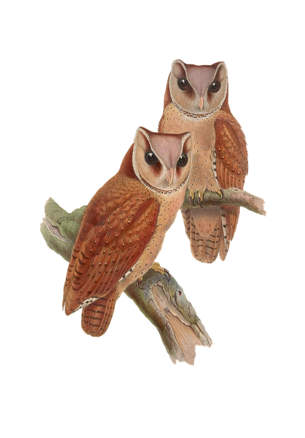 Free bird owl animal illustration