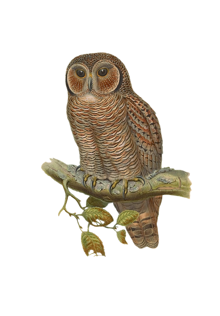 Free bird owl animal illustration