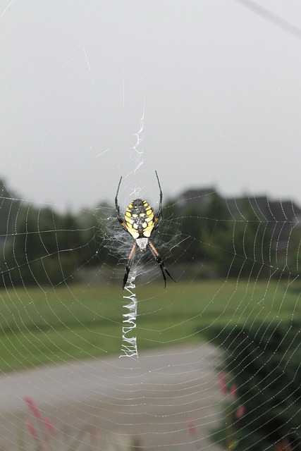 Spin, Tuin, Web, Insect