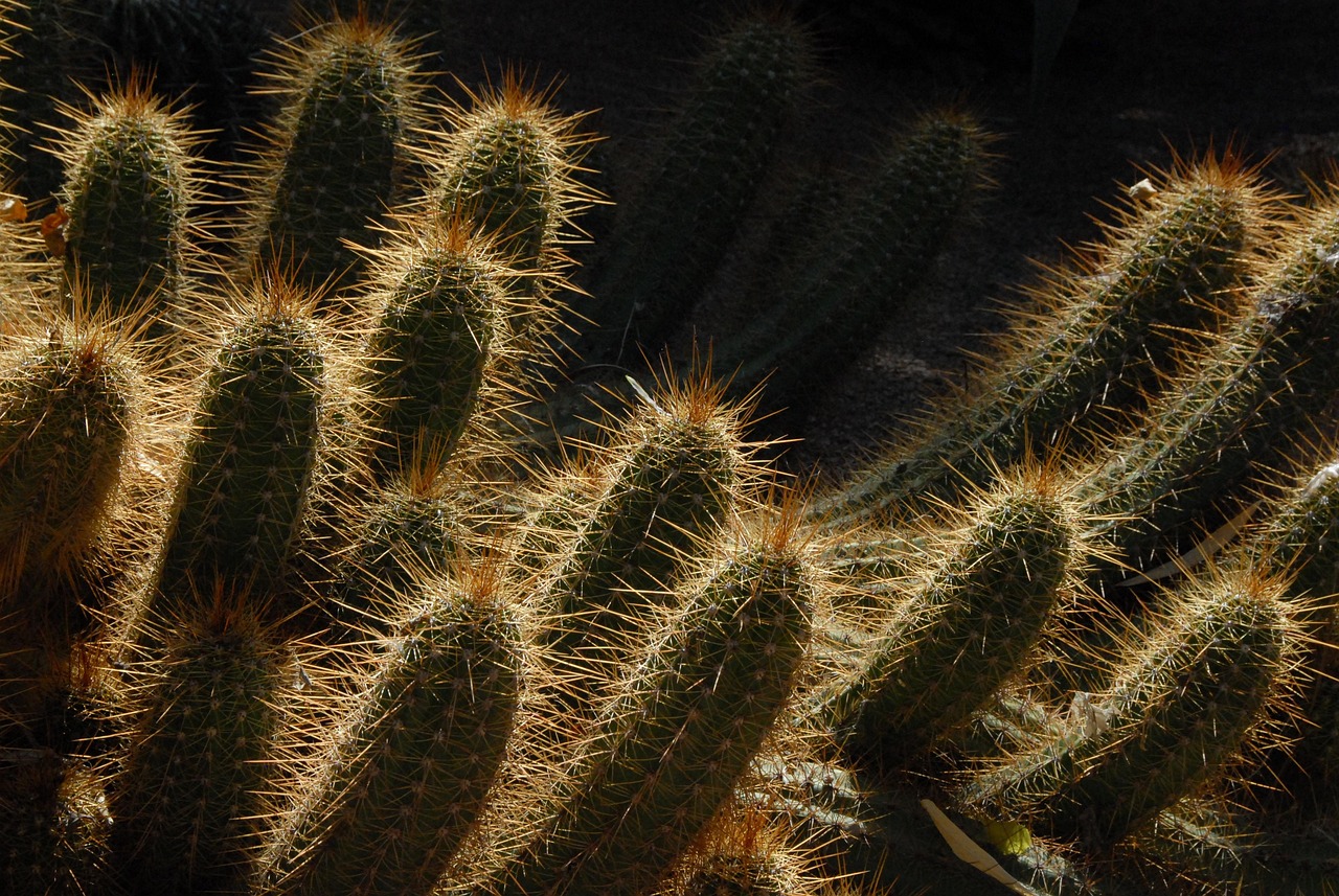 Kaktus Marokko Garten - Kostenloses Foto auf Pixabay