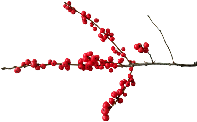 Free Christmas Deco photo and picture