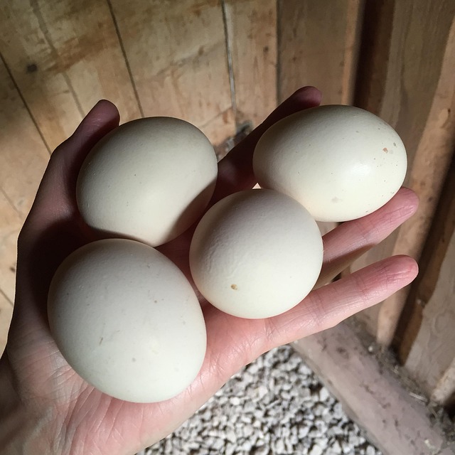 Free Egg Chicken photo and picture