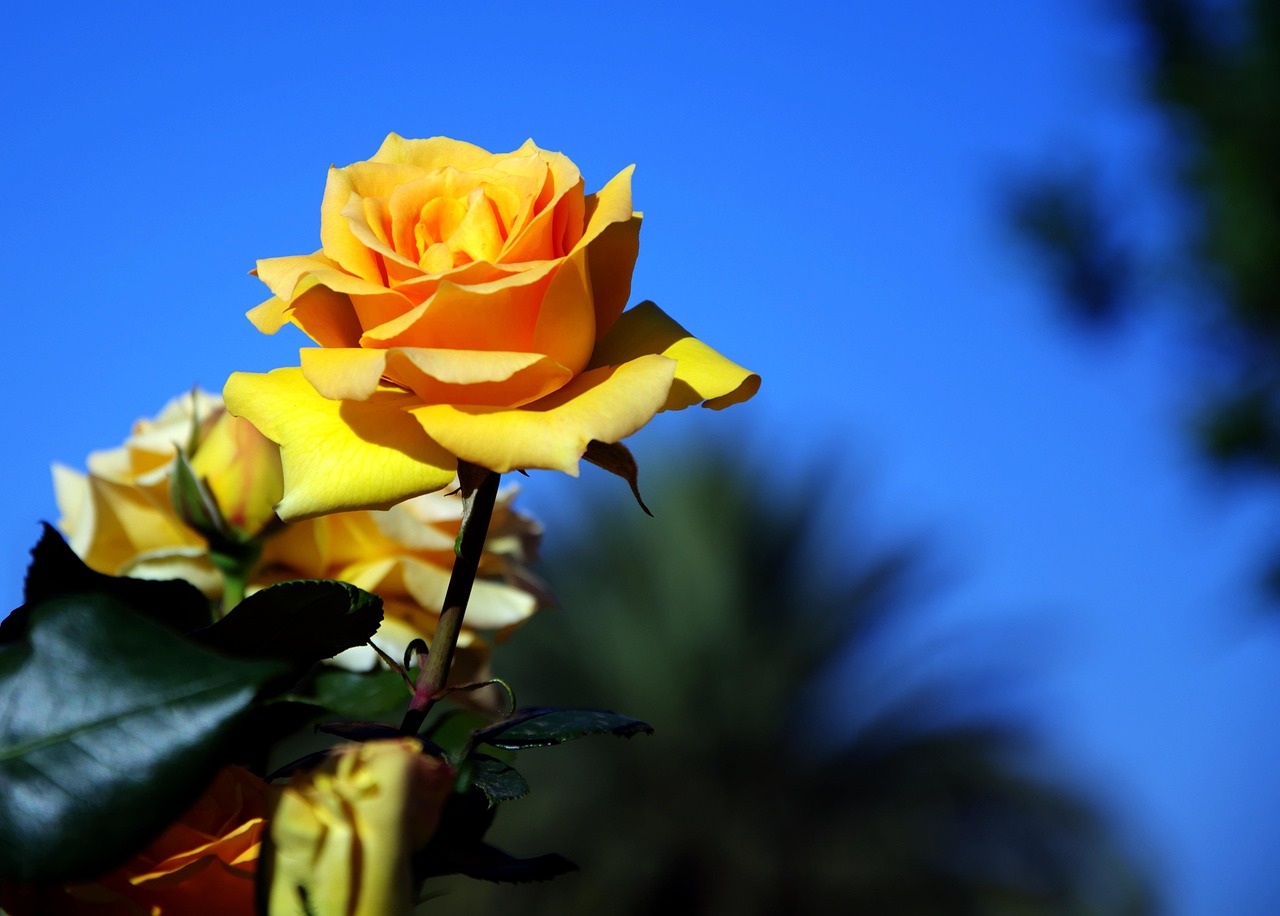 Yellow Rose Fragrant Blooming Free photo on Pixabay Pixabay