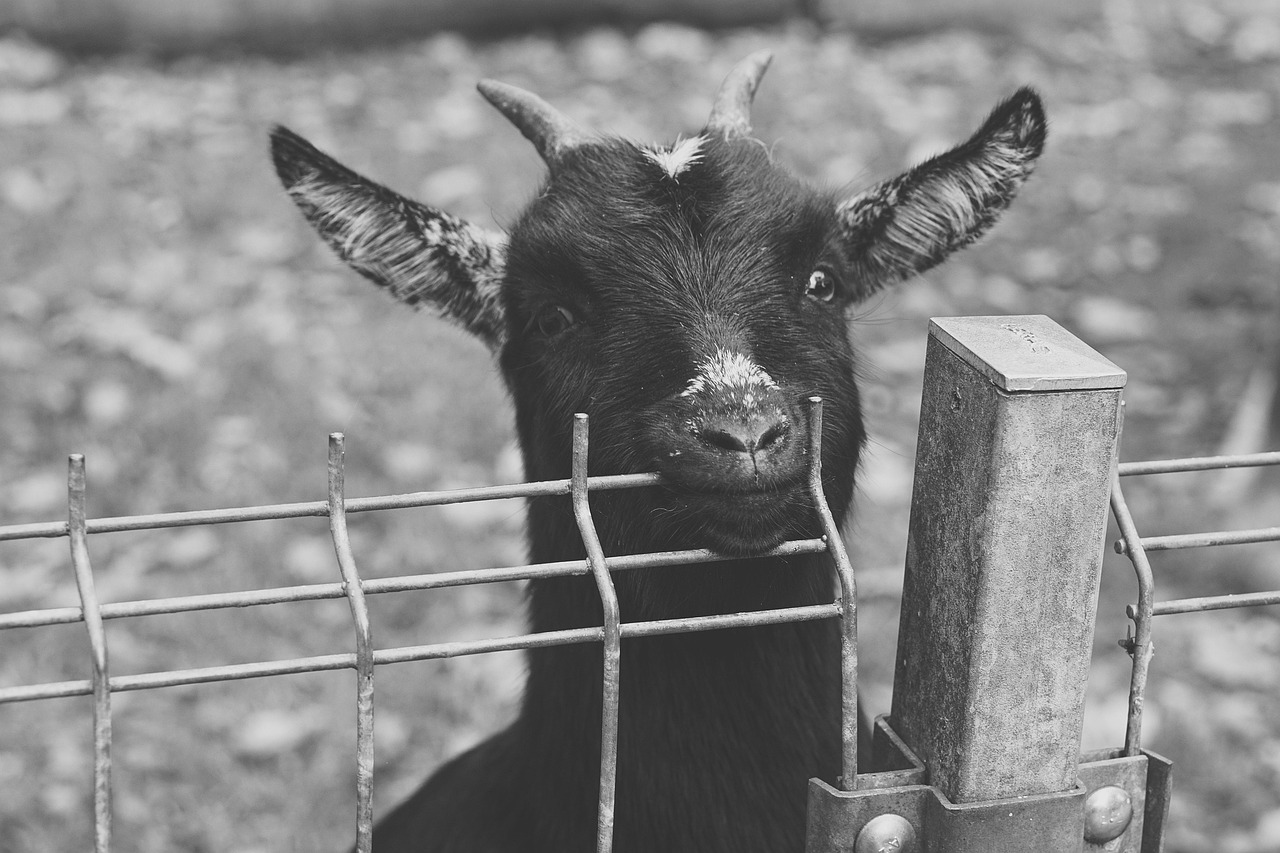 200+ Free Black Goat & Goat Photos Pixabay
