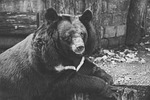 bear, captivity, black and white