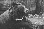 bear, captivity, black and white