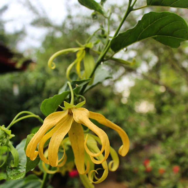 Free Flower Repeat photo and picture