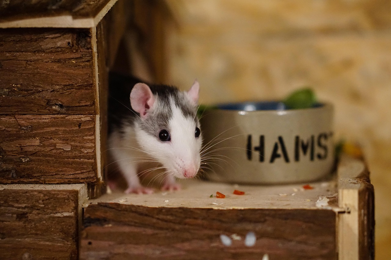 Rats Color Cute - Free photo on Pixabay - Pixabay