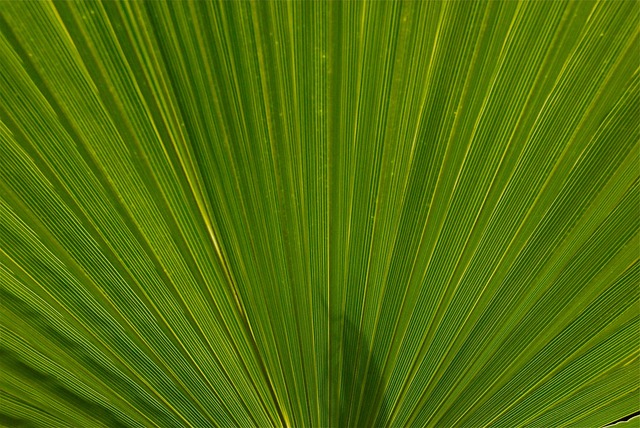 Free Plant Leaf photo and picture