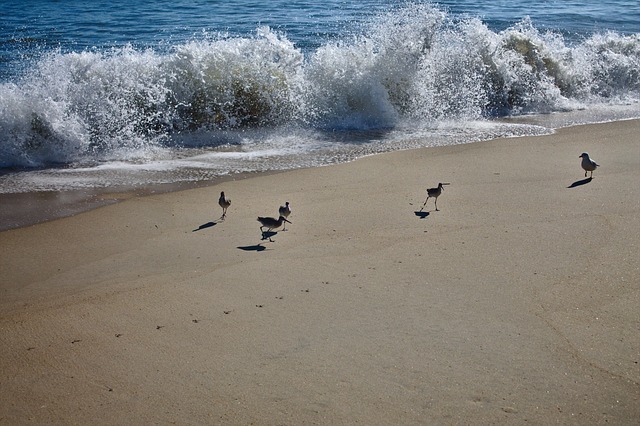 Free Beach Wave photo and picture