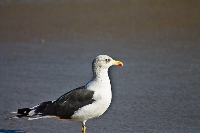 Free Beach Bird photo and picture