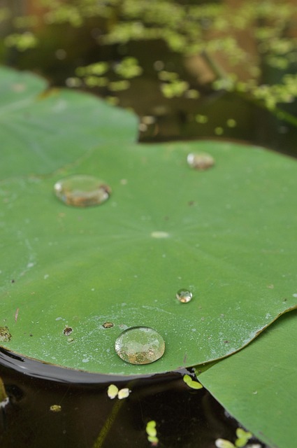 Free Lily Pads Drop photo and picture