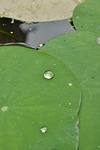 lily pads, drop, green