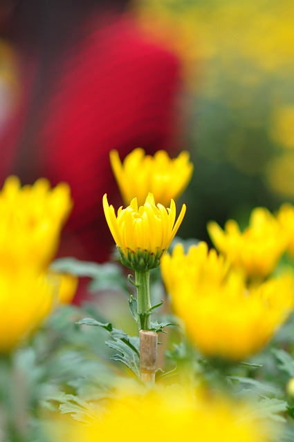 Free Daisy Floral photo and picture