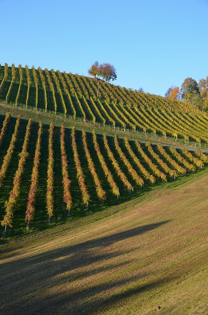 Wein, Hügel, Herbst, Weinberg, Weinstock
