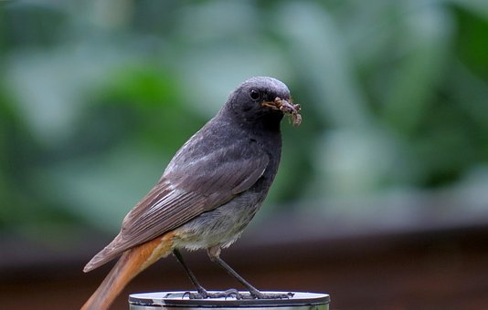 Spatz, Vogel, Tier, Gefieder