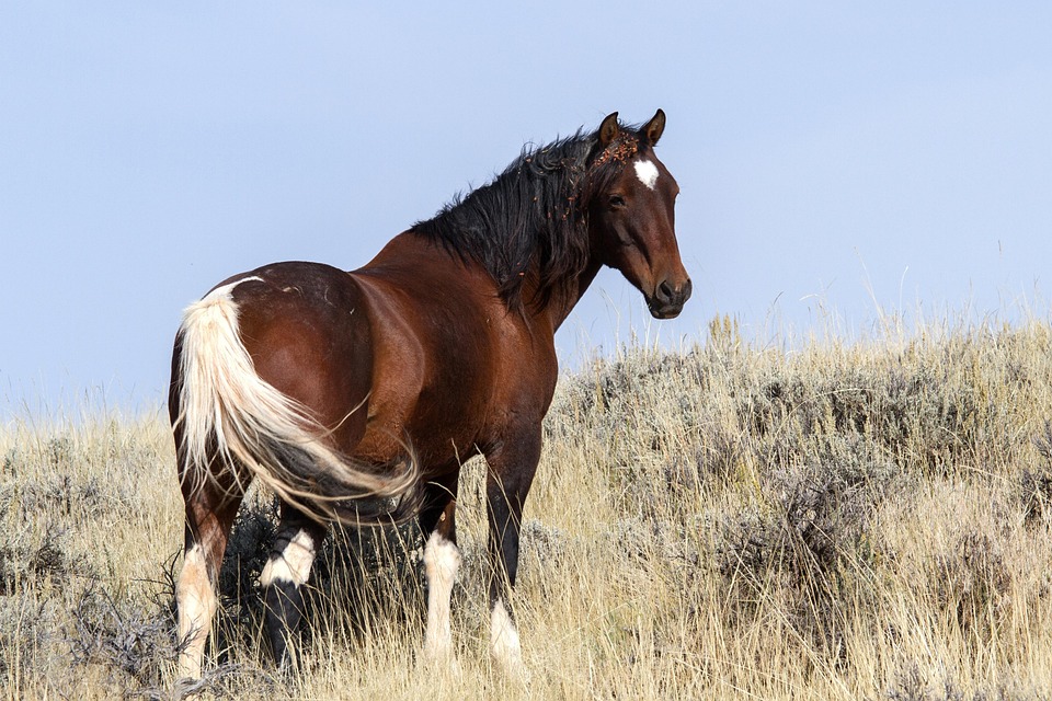 Wild Horses Mustangs Free Photo On Pixabay Wild Horses Mustangs Free Photo On Pixabay