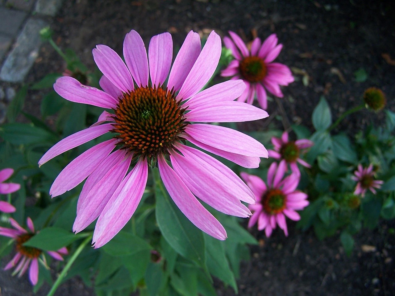 Coneflower Pink Purple Free photo on Pixabay Pixabay