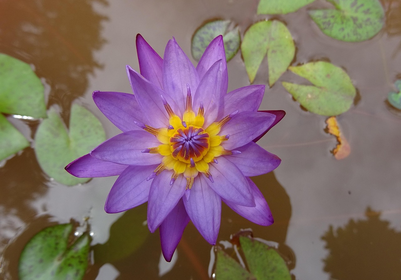 Lily Flower Nymphaea Tina Free photo on Pixabay Pixabay