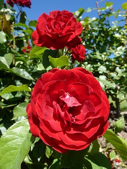 Bush, Flower, Rose, Red, Close Bush, Flower, Rose, Red, Close