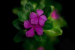 nature, flower, best