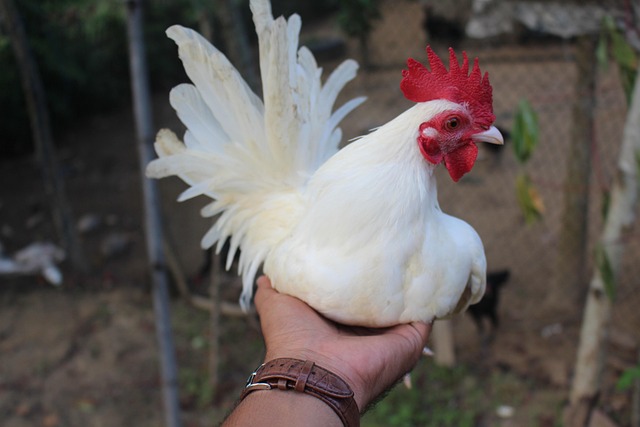 Free Chicken Blade photo and picture