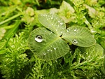 cloverleaf, drop, rain