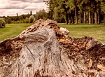 tree, wood, tribe