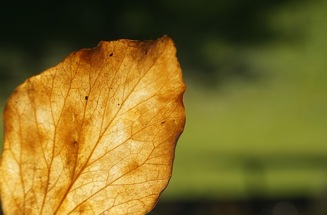Blatt, Laub, Herbst, Herbstlaub