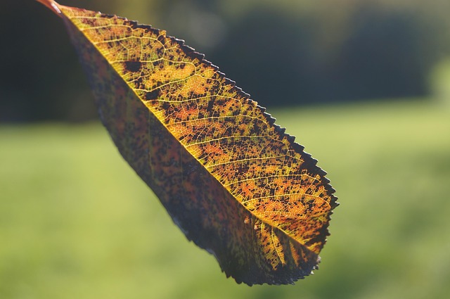 Blatt, Laub, Herbst, Herbstlaub