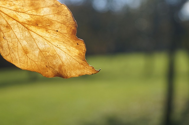 Blatt, Laub, Herbst, Natur, Herbstlaub
