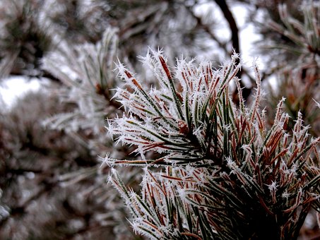 Free Needles Frost photo and picture